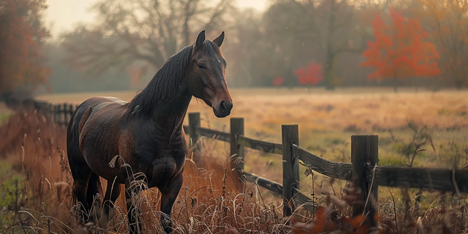 Ile kosztuje krematorium dla zwierząt?